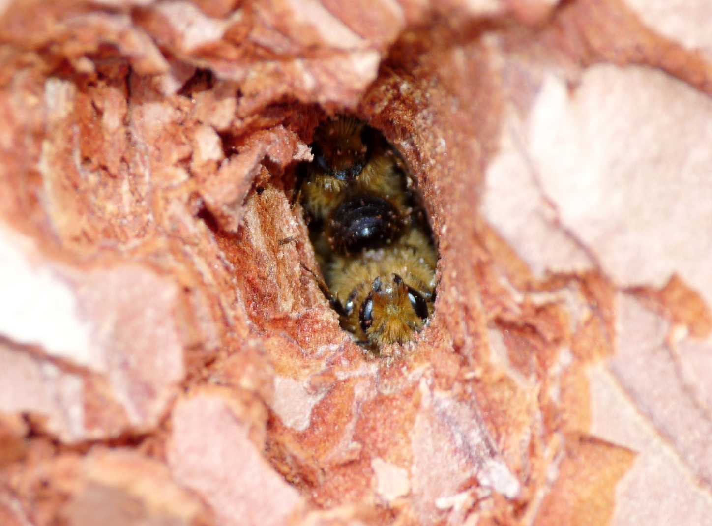 Osmia sp. o Hoplitis sp. rifugiate in un buco nel legno